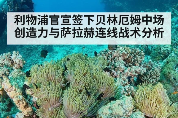 利物浦官宣签下贝林厄姆中场创造力与萨拉赫连线战术分析